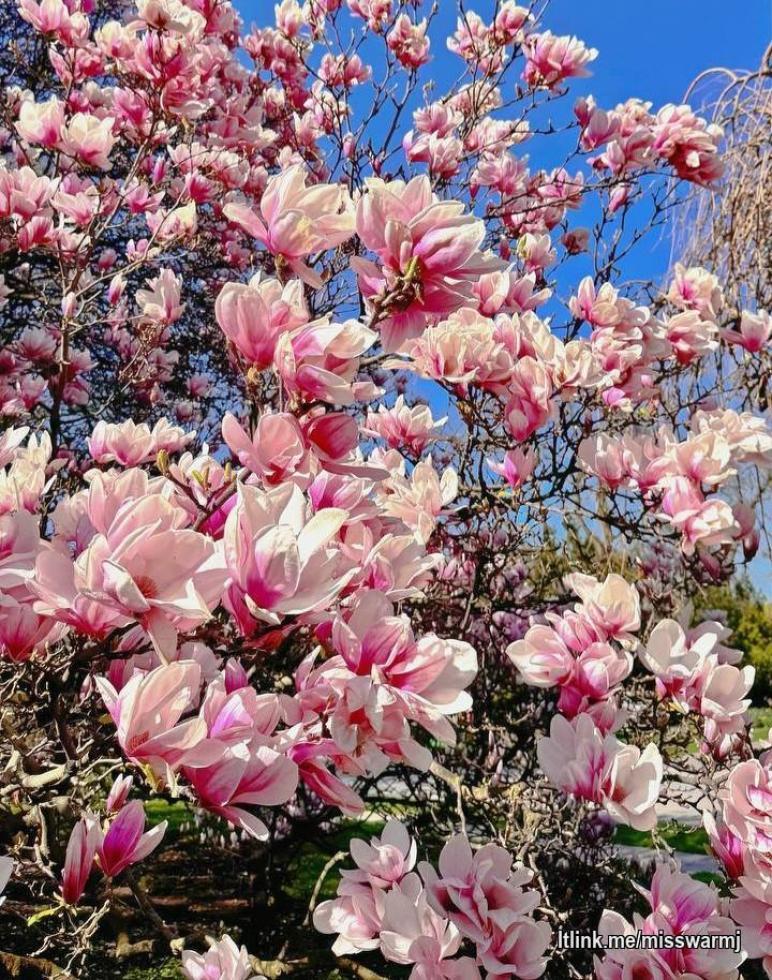 Welcome my lord 🤗🥰